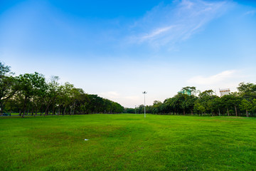 Silhouette tree sunset in city public park colorful sky with cloud