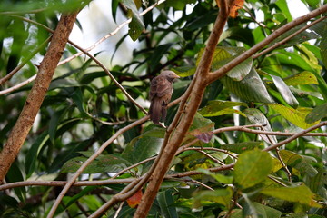 Birds on tree