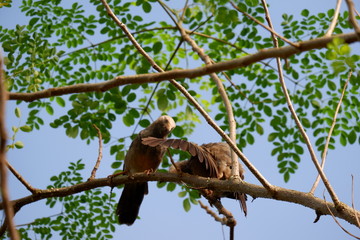 Bird on tree