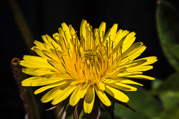 yellow flower of dandelion