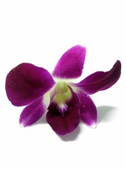 Beautiful purple and white orchid placed on a white background.