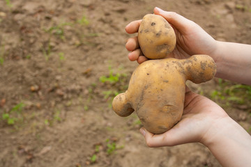 Potato similar to a man in the hands of a girl
