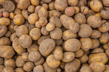 Potatoes raw vegetables food for pattern, texture or background