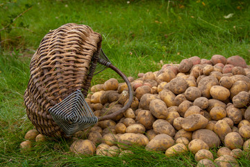 New potato crop laid out on the ground