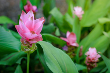 Pink Siam tulips (Curcuma sessilis), Krachiew in Thai, beautiful flower blooming in the  garden park, Chaiya phoom province, Thailand.