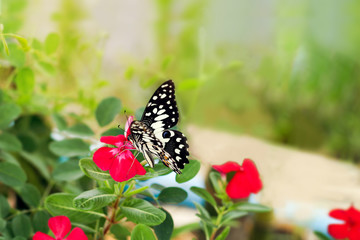 Closeup colorful tiger butterfly on red madagascar periwinkle flower in blurry background.