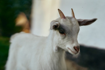 Fototapeta premium portrait of a goat