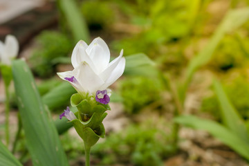 White Siam tulips (Curcuma sessilis), Krachiew in Thai, blooming in the flower field.