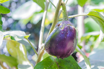 Eggplant is illustrated in agriculture