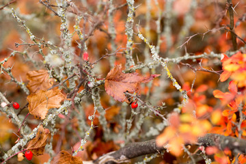 Bright barberry in the fall
