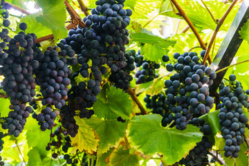 Naklejka premium A bunch of dark blue grapes on a branch in the garden.