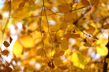Autumn leaves. Golden autumn leaves on a forest background in the bright rays of the sunset. Autumn nature plant background.