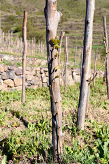 First leaves on vine in spring. Terrace vineyards in Samtskhe-Javakheti in southern Georgia, revival the oldest varieties Meskhetian vine