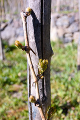 First leaves on vine in spring. Terrace vineyards in Samtskhe-Javakheti in southern Georgia, revival the oldest varieties Meskhetian vine