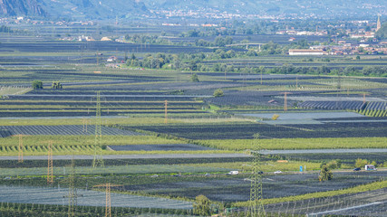 Landscape of fruit of apple and vine plantations in Trentino Alto Adige, North Italy. Green landscape. Natural contest. Intensive cultivations and plantations