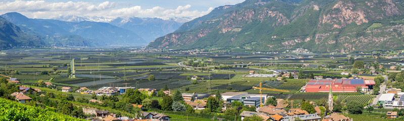 Fototapeta na wymiar Landscape of fruit of apple and vine plantations in Trentino Alto Adige, North Italy. Green landscape. Natural contest. Intensive cultivations and plantations