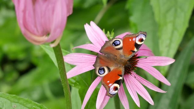 Butterfly on a pink flower