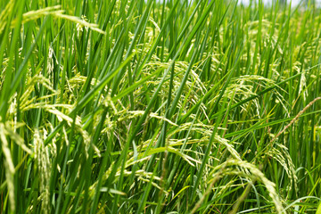 Paddy rice plantation field ready for harvest