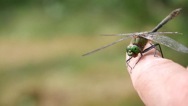  Dragonfly on a finger..
