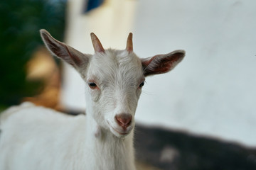 portrait of a goat