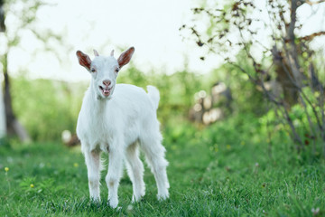 goat on green grass