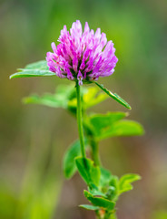 Pink flower on clover on the nature