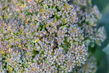 Broccoli cabbage in the garden