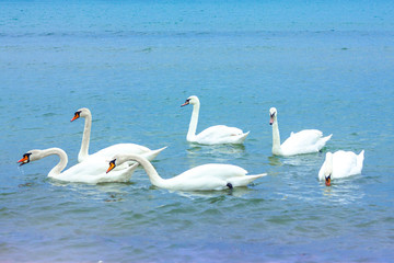 wild white swans bending their necks catch the bread that tourists feed them in the blue sea