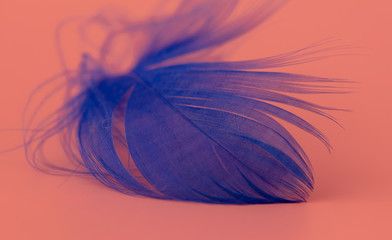 Blue feather on a pink background