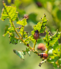 Red Colorado beetles eat potato leaves in the garden