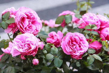 Pink roses wake up in pots. Located in a bicycle basket. The car is parked on the side of a road with people walking around the crosswalk.