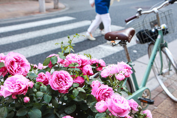 Pink roses wake up in pots. Located in a bicycle basket. The car is parked on the side of a road with people walking around the crosswalk.