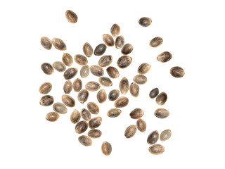 Large group of hemp seeds spread out and isolated on white background