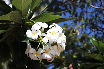 A bunch of white plumaria on the sunny day in the park