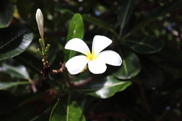 A white plumaria on the sunny day in the park