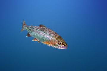 The rainbow trout (Oncorhynchus mykiss) in the lake.The rainbow trout (Oncorhynchus mykiss) in the lake.Trout in the blue water of a mountain lake.