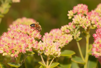 Bee on beautiful decorative garden plant. Sedum (Sedum spectabile) at autumn sunny day. Flower card background with pink sedum and sun rays or floral wallpaper
