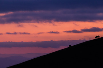 Distant horses silhouettes over a mountains against a beautiful coloured sky at dusk