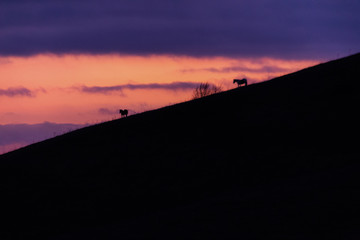 Naklejka na ściany i meble Distant horses silhouettes over a mountains against a beautiful coloured sky at dusk