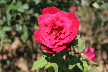 イブピアッチェ　ローズピンクのバラ