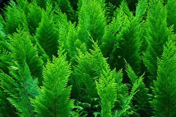 green arborvitae, natural background, selective focus.