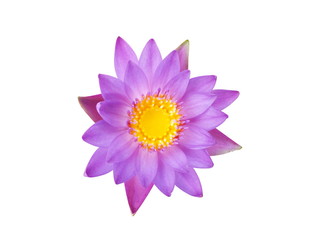 Beautiful Purple lotus flower,(Nymphaea spp). isolated on white background.Top view