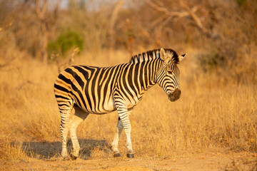 Fototapeta na wymiar Zebra in the late afternoon light in the bushveld