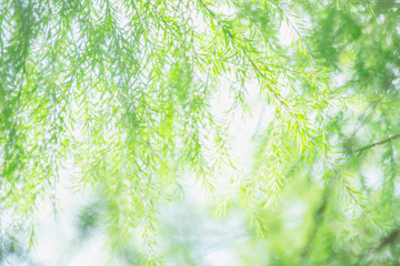 nature background, the leaf pattern in nature abstract background, leaf close-up