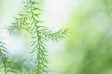 nature background, the leaf pattern in nature abstract background, leaf close-up
