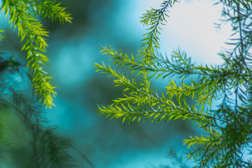 nature background, the leaf pattern in nature abstract background, leaf close-up