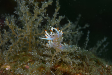 サキシマミノウミウシ（Samla sp.）