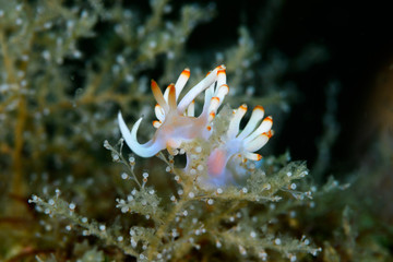 サキシマミノウミウシ（Samla sp.）