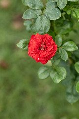 Obraz premium Close-Up Of Red Flowering Plant In The Garden