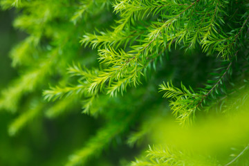 nature background, the leaf pattern in nature abstract background, leaf close-up